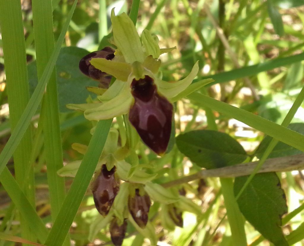 Ophrys da identificare